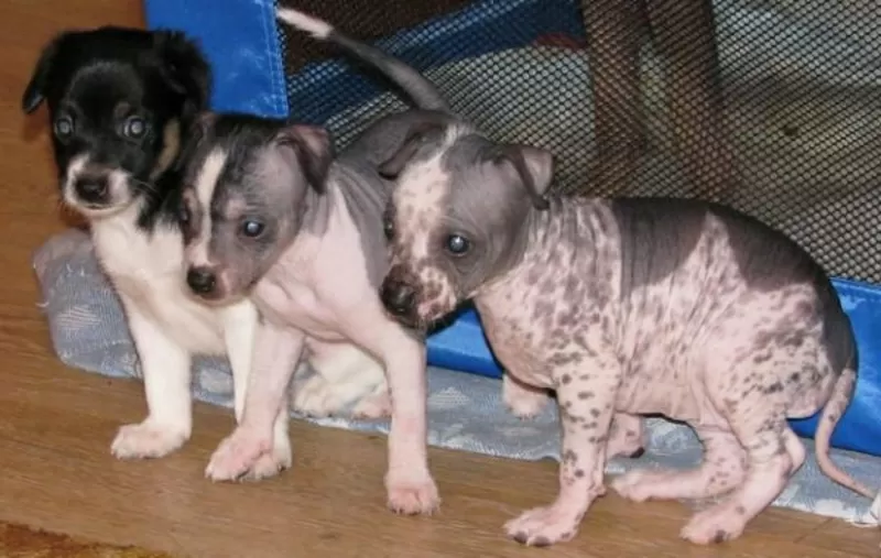 Продаются очаровательные щенки перуанской голой собаки